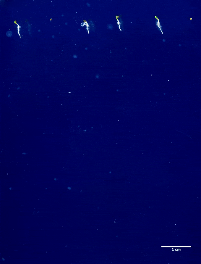 a time-lapse image of plant roots growing through a blue gel medium