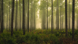 An image of a forest
