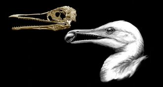050118_CG_bird-beak_feat.jpg