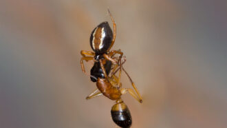 A banded sugar ant caught by an Australian ant-slayer spider