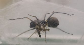 112918_SM_jumping-spider_feat.jpg