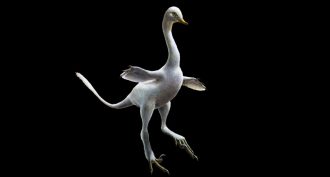 860_main_duckdino.jpg