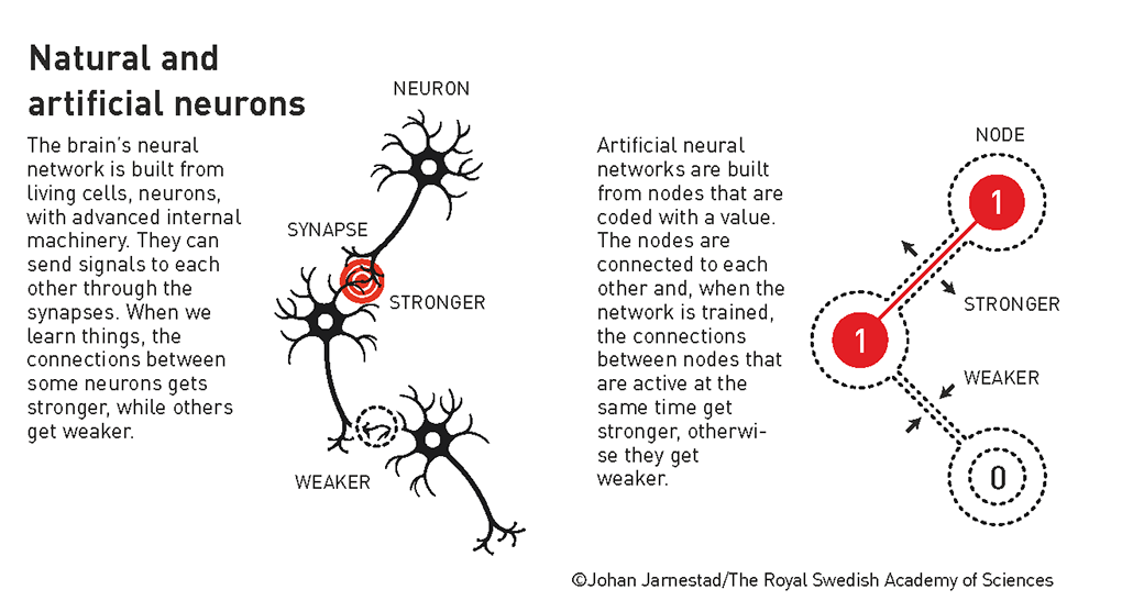 diagrams of natural and artificial neurons compare how neurons and nodes connect in neural networks