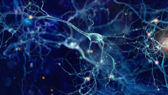 nerve cells