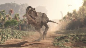 T rex