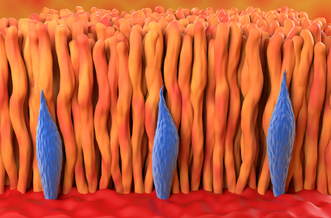an illustration of two types of retinal cells in human eyes
