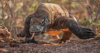 860_venemous_creatures.png